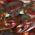 Ocean Warming and Acidification will Crash Crabs’ Metabolism